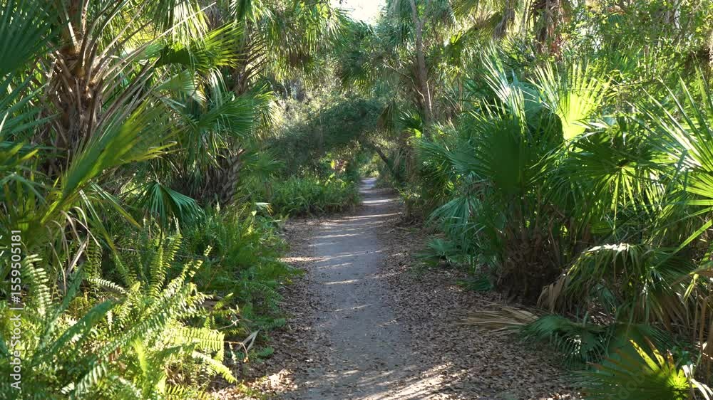 Trail pathway through wild tropical jungles. Florida nature with dense green rainforest. Palm trees and vegetation in southern USA Trail pathway through wild tropical jungles. Florida nature with dense green rainforest. Palm trees and vegetation in southern USA