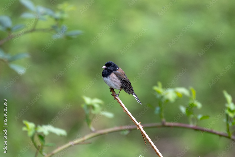 Obraz premium Chickadee