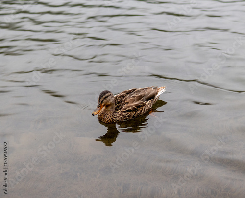 duck in the water