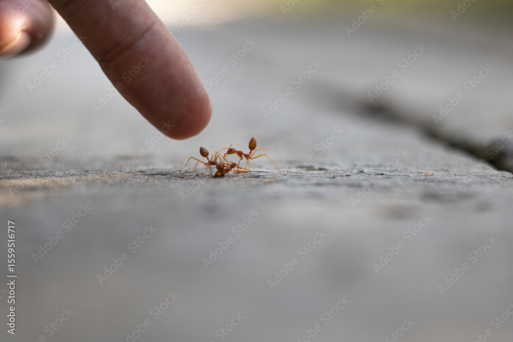 Fototapeta premium A human finger points at two weaver ants fighting or interacting on a wooden surface. A powerful conceptual macro photo about conflict, intervention, and power dynamics.