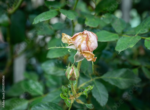 Rose flowers having Botrytis Blight problem. The disease may affect flowers which may not open and may become covered with grayish brown fungal growth.