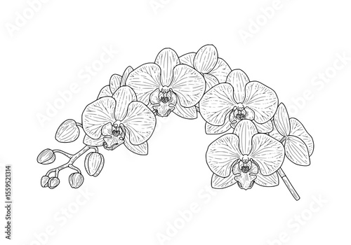 Graceful line art displays an elegant orchid branch, perfect for botanical designs, branding, or refined floral embellishments.