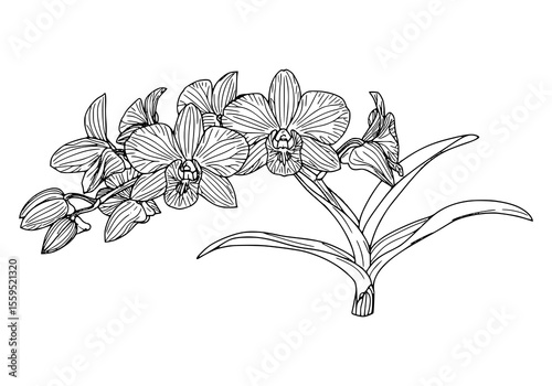 Elegant orchid floral design with delicate line art, perfect for botanical-themed projects and creating sophisticated backgrounds or decorative elements.