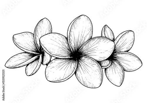 Delicate plumeria bloom arrangement in detailed line art style offers a touch of floral elegance and timeless beauty for various design projects.