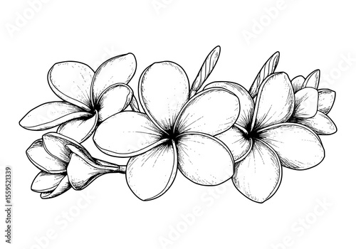 Delicate floral arrangement featuring sketched frangipani flowers in a timeless design for versatile creative projects.