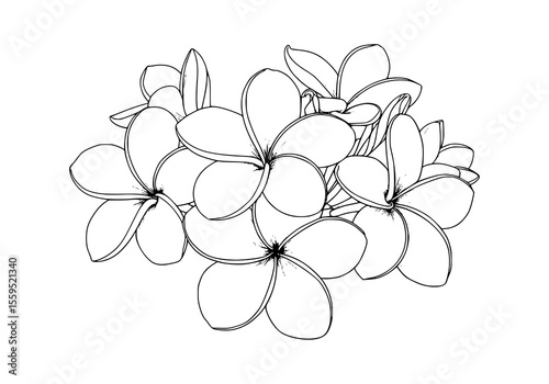 Delicate frangipani flower blossoms in a minimalist monochrome style, perfect for elegant botanical designs and printable decorative templates.