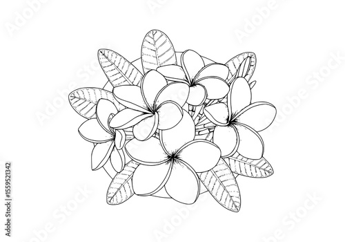 Delicate plumeria blossom bouquet design showcases intricate lines and graceful shapes, ideal for botanical themes and elegant minimalistic floral designs.