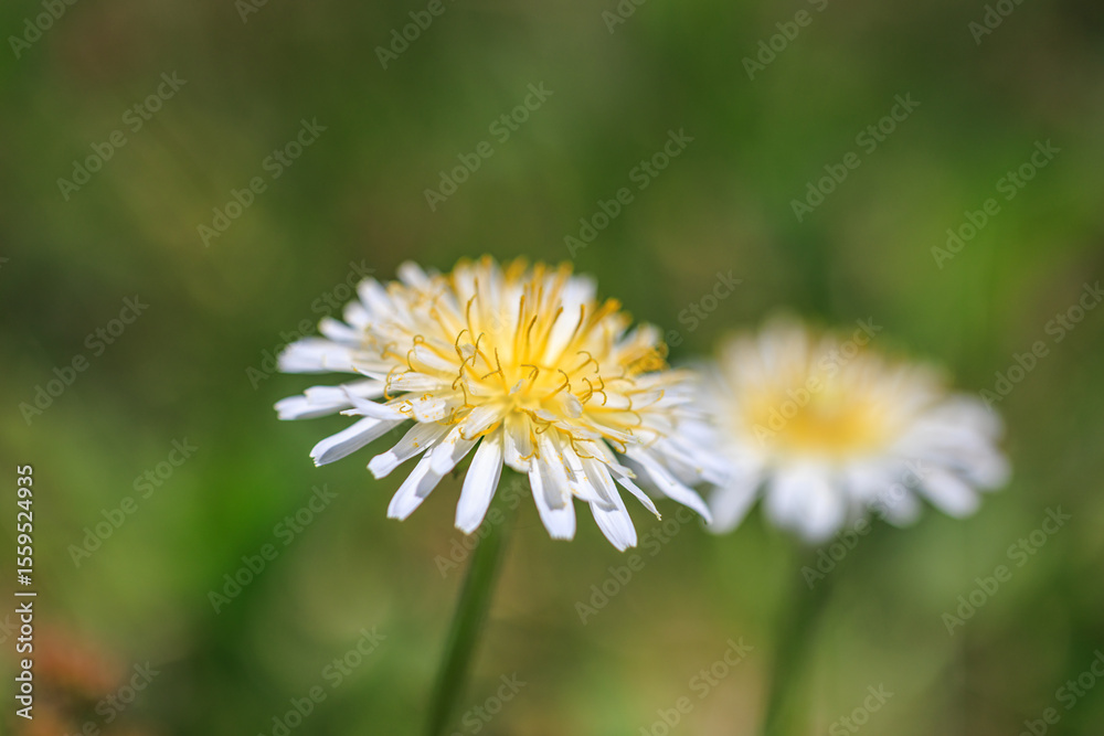 Obraz premium 白いタンポポ