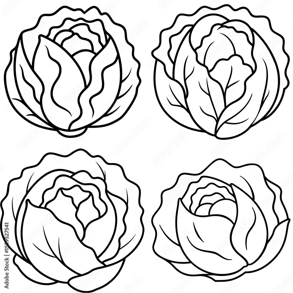 Obraz premium Cabbage Coloring Page