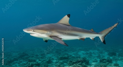 Wallpaper Mural A sleek grey shark gracefully glides through clear, turquoise waters above a vibrant coral reef Torontodigital.ca