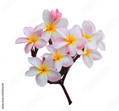 Plumeria or Frangipani or Temple tree flower. Collection of white-pink plumeria flowers bouquet isolated on transparent background.	