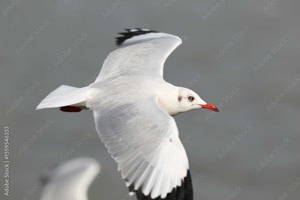 Obraz premium Seagull in flight at Bang Pu Recreation Center, Thailand. The bird's wings are fully extended, showcasing its white feathers and black-tipped wings against a blurred background of the sea.