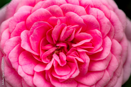A close-up shot of a blooming pink and red rose showcases its delicate petals and vibrant colors. This image captures the beauty and elegance of nature, making it perfect for various creative projects