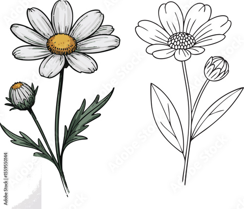 Hand drawn illustration of a daisy flower with a bud and a line art version