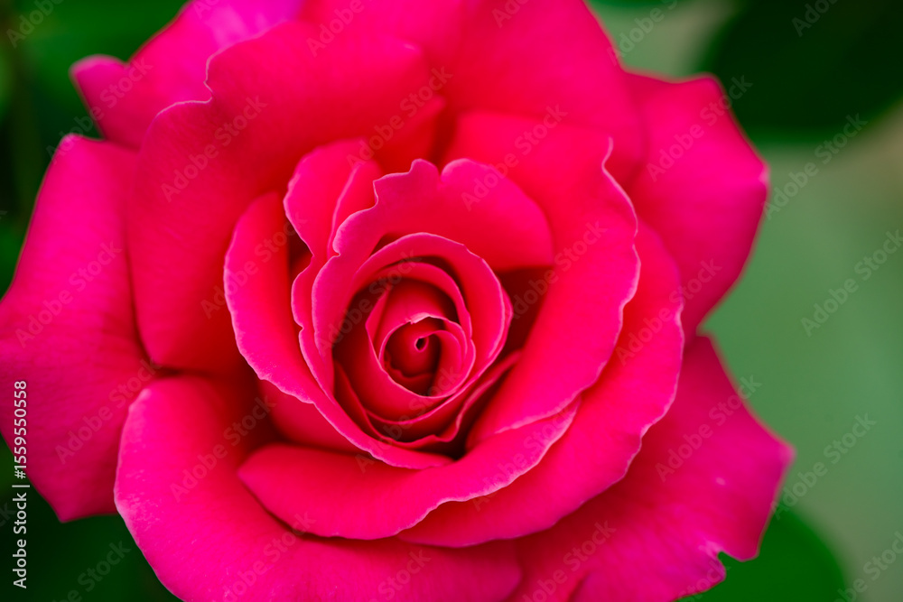 Fototapeta premium A close-up shot of a blooming pink and red rose showcases its delicate petals and vibrant colors. This image captures the beauty and elegance of nature, making it perfect for various creative projects
