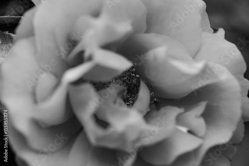 A close-up shot of a black and white monochromatic rose with distinct layers, interweaving light and shadow, perfect for creative projects, wallpapers, and art.