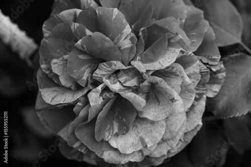 A close-up shot of a black and white monochromatic rose with distinct layers, interweaving light and shadow, perfect for creative projects, wallpapers, and art.