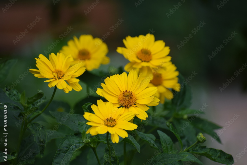 yellow flowers in the garden yellow flowers in the garden