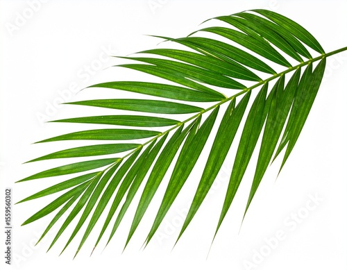 Palm Leaf