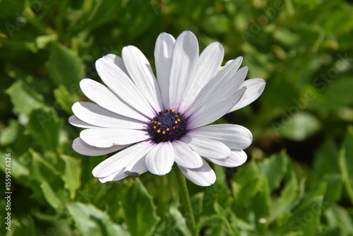Naklejka Osteospermum