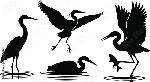 Vector illustration of fishing and flying heron bird silhouette set in wildlife wetland scene