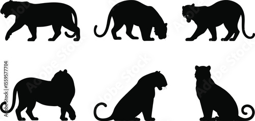 Big cat silhouette vector featuring tiger, lion and panther in wild animal poses and motion