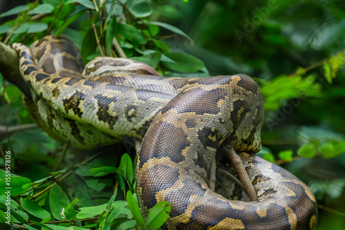 Fotografie snake in the grass