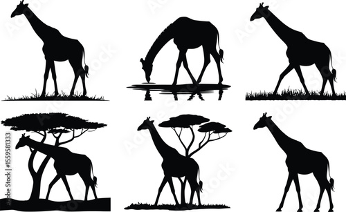 Grass Field Giraffe Silhouette Vector Collection Of Realistic Walking And Grazing Poses