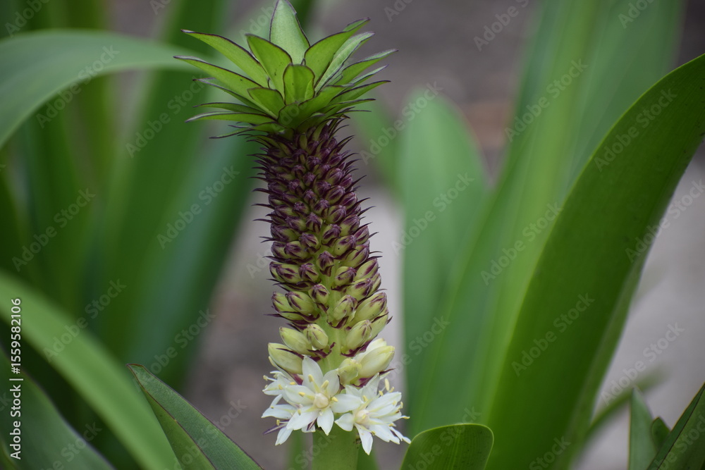 Fototapeta premium pineapple in the garden