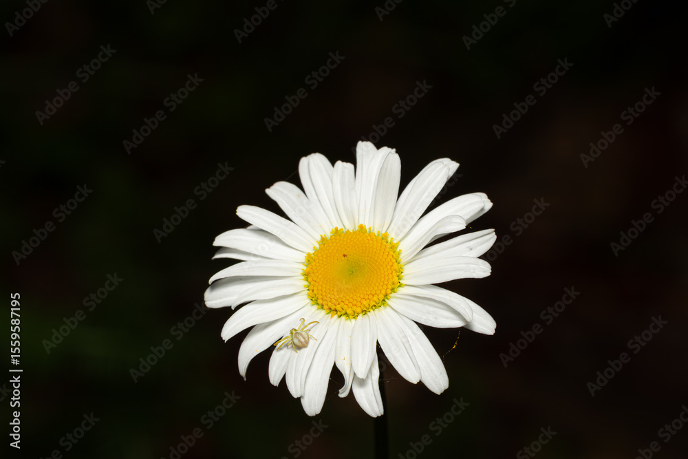 Fototapeta premium Goldenrod crab spider on a Daisy
