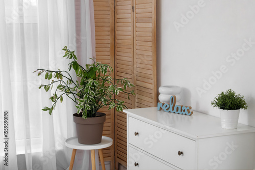 Indoor houseplant on white ...