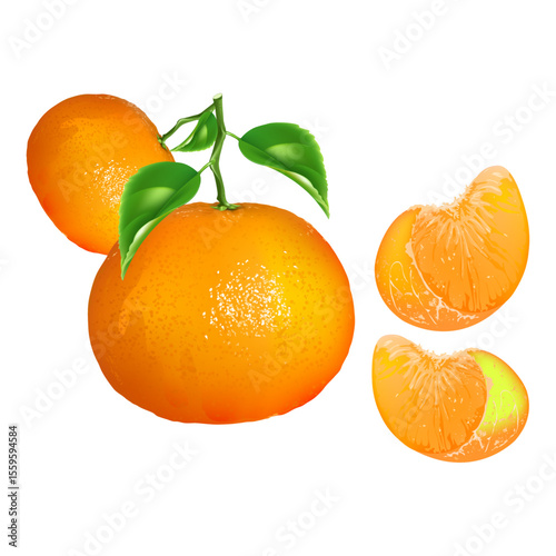 Orange   with leaf vector collection set. Juicy orange shapes. Fresh citrus illustration.
