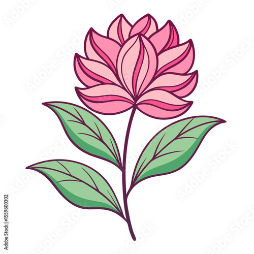 pink clove flower isolated on white background