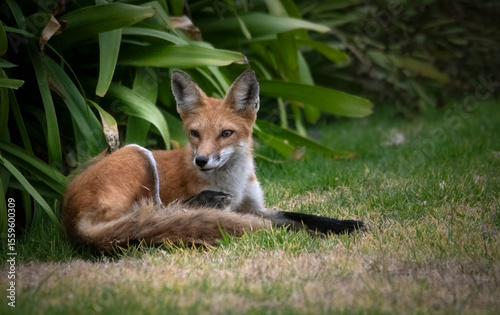 red fox resting on a lawn with nice plants in Los Angeles