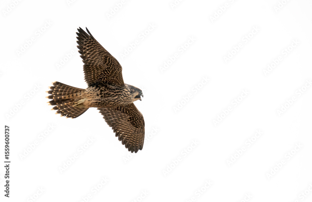 Fototapeta premium Juvenile peregrine falcon flying up close to the camera in Los Angeles. First flight