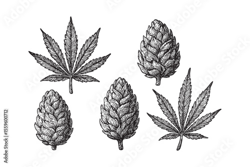 Cannabis Leaves and Buds Vector Engraving Set