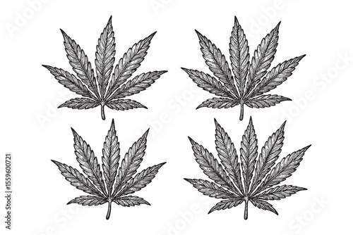 Cannabis Leaves and Buds Vector Engraving Set