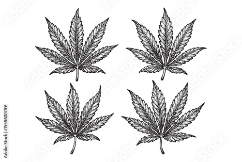 Cannabis Leaves and Buds Vector Engraving Set