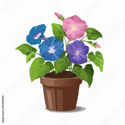 アサガオの鉢植え