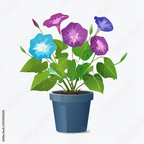 アサガオの鉢植え