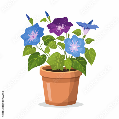 アサガオの鉢植え