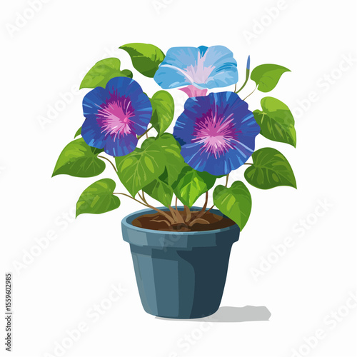 アサガオの鉢植え