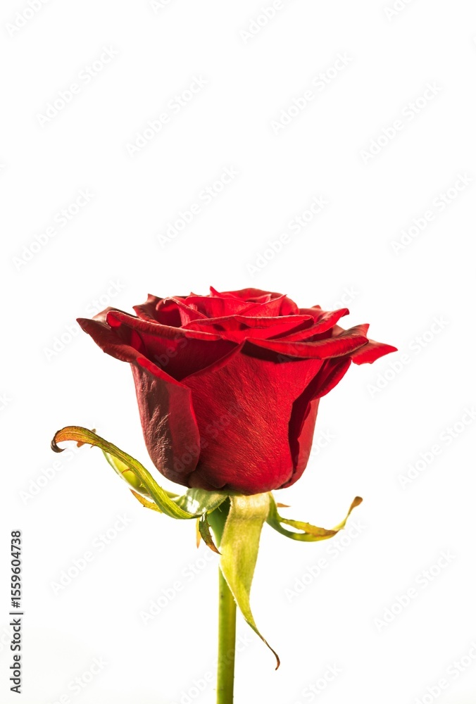 Obraz premium Flat design is showing single red rose with layered petals and green sepals on white backdrop