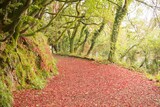 Peaceful autumn scene in forest