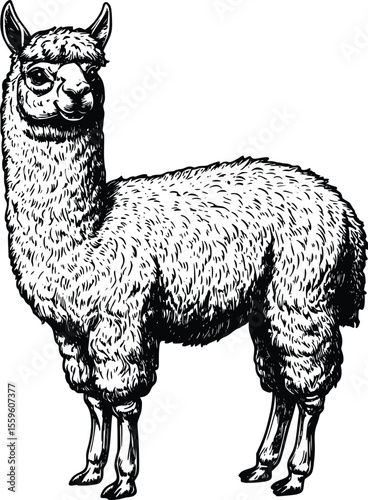 Majestic Alpaca Vector Illustration: Vintage Style Engraving