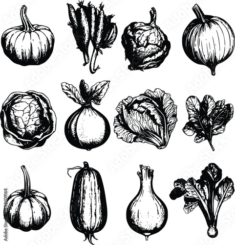 Hand-drawn vector autumn harvest: pumpkins- cabbages- and onions