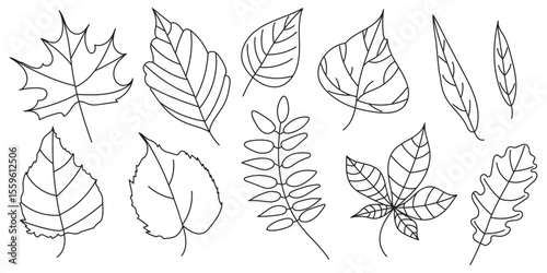 Set of doodle leaves of different trees. Autumn outline elements of oak, maple, birch, elm, rowan, ash, willow. Vector.