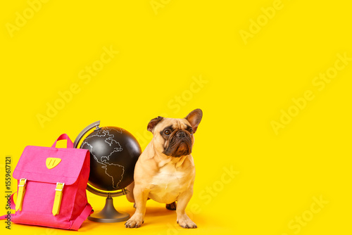 Cute French bulldog with sc...