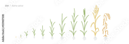 Oat Growth Stages Vector Illustration with Accurate Botanical Detail for Agricultural Use and Crop Development Planning