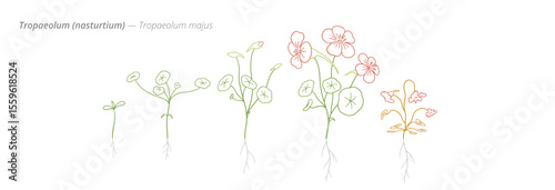 Nasturtium Tropaeolum flower Growth Stages from Seed to Mature Plant Vector Illustration